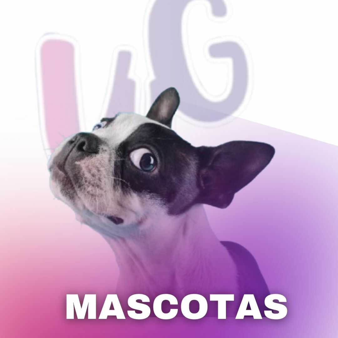 MASCOTAS - Vyg technology